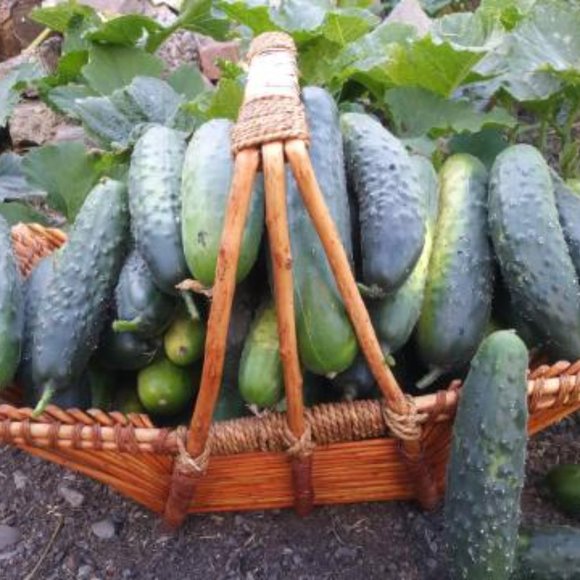 Meet your Posher, Sylvia - Picture 6 of 8